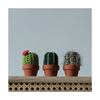 Set of 3 Boxed Crocheted Cacti