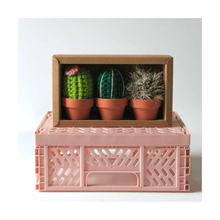  Set of 3 Boxed Crocheted Cacti