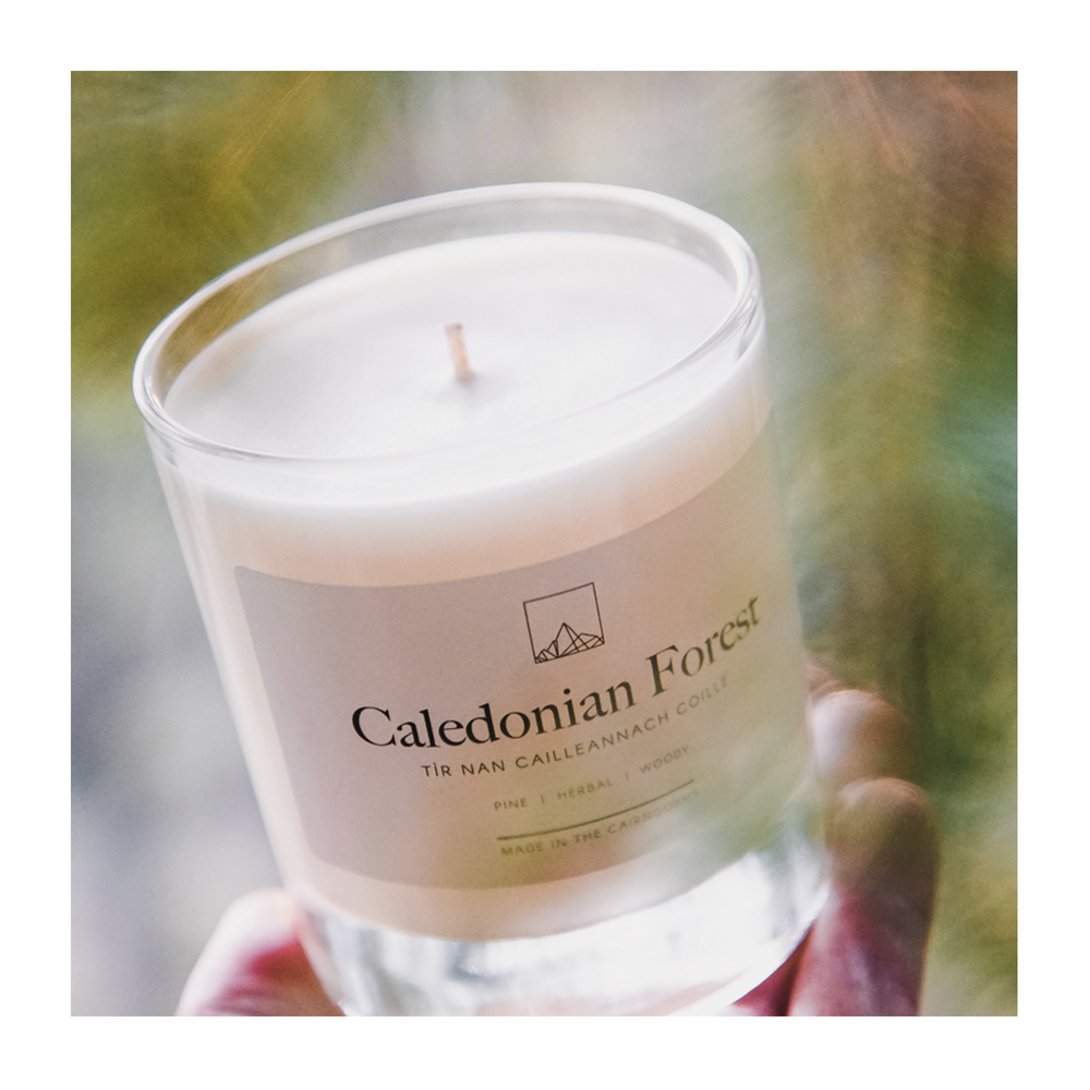 Caledonian Forest Candle