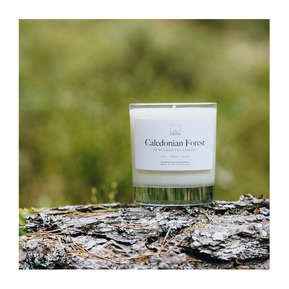 
                  
                    Caledonian Forest Candle
                  
                