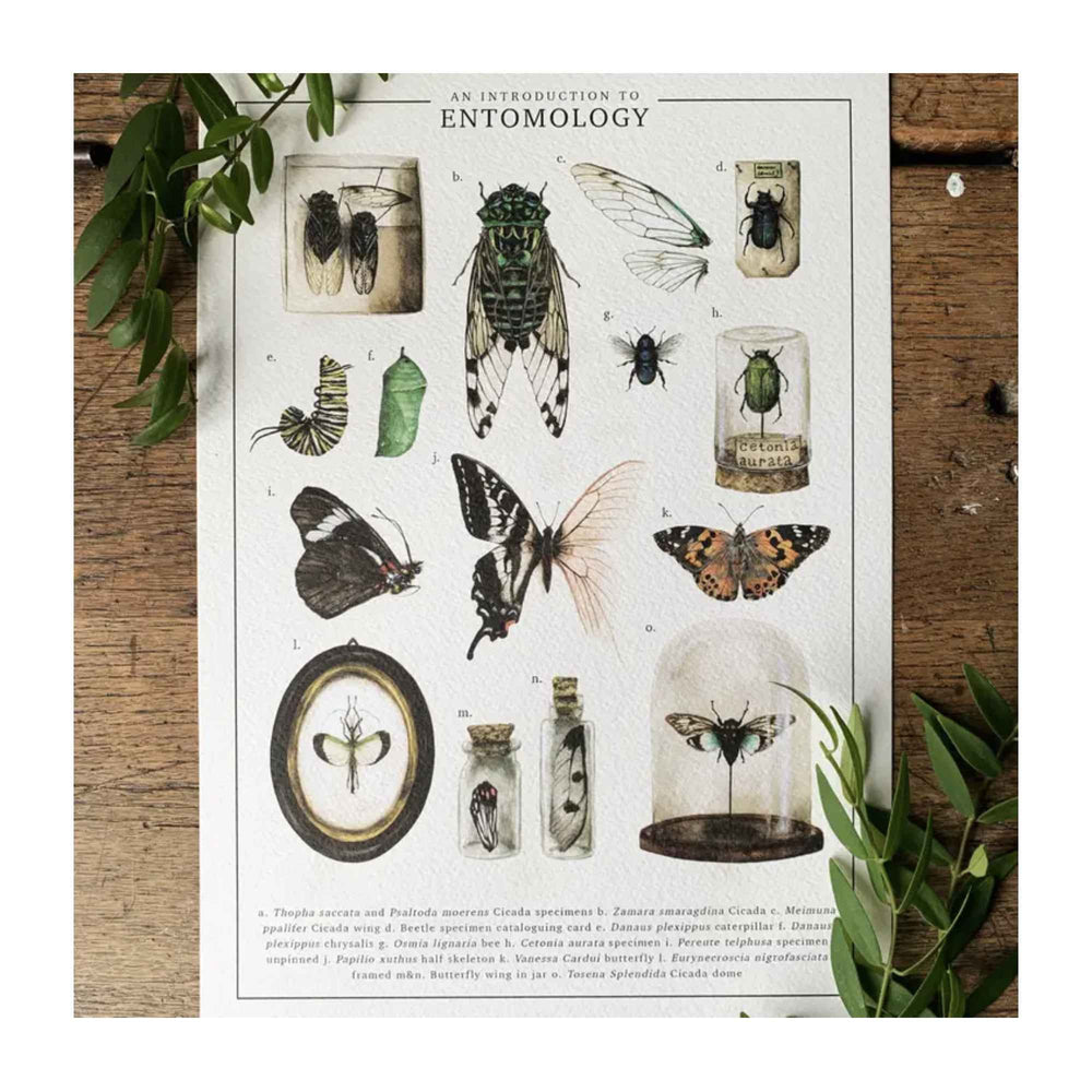 An Introduction To Entomology Print