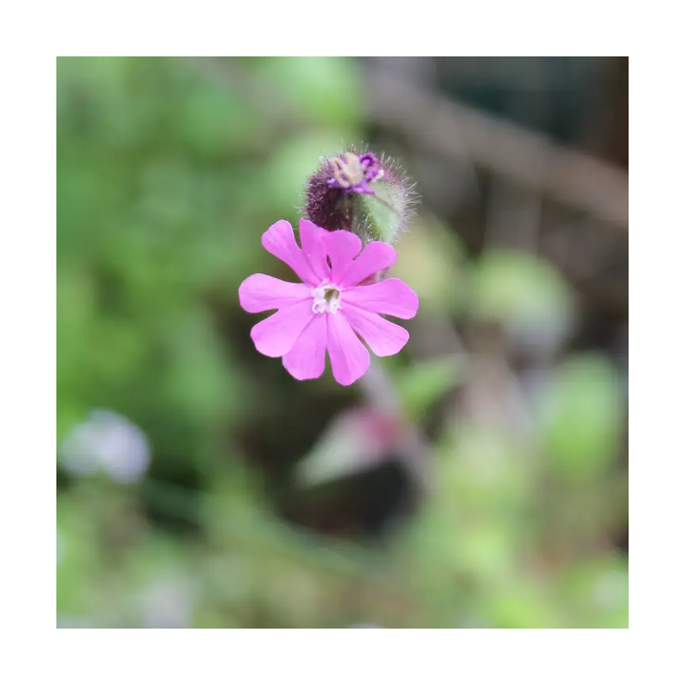 
                  
                    Red Campion Seedball Tube
                  
                