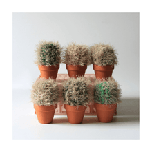  Wee Fluffy Cactus