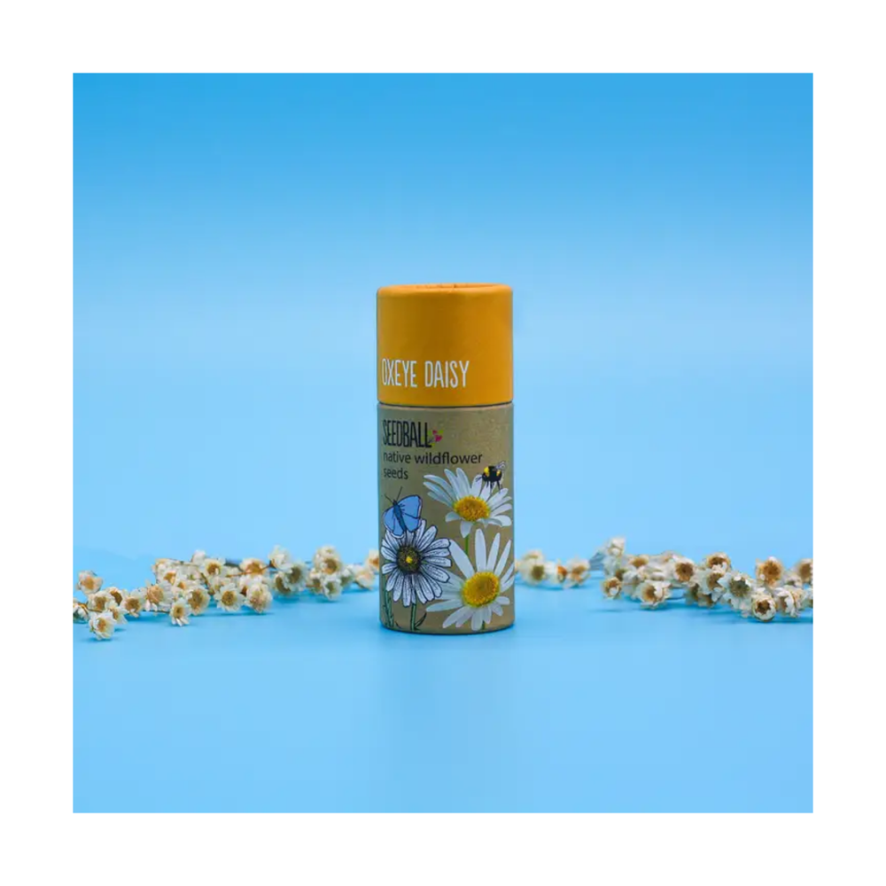 
                  
                    Oxeye Daisy Seedball Tube
                  
                